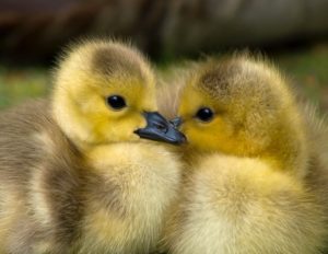 two baby ducks huddled together